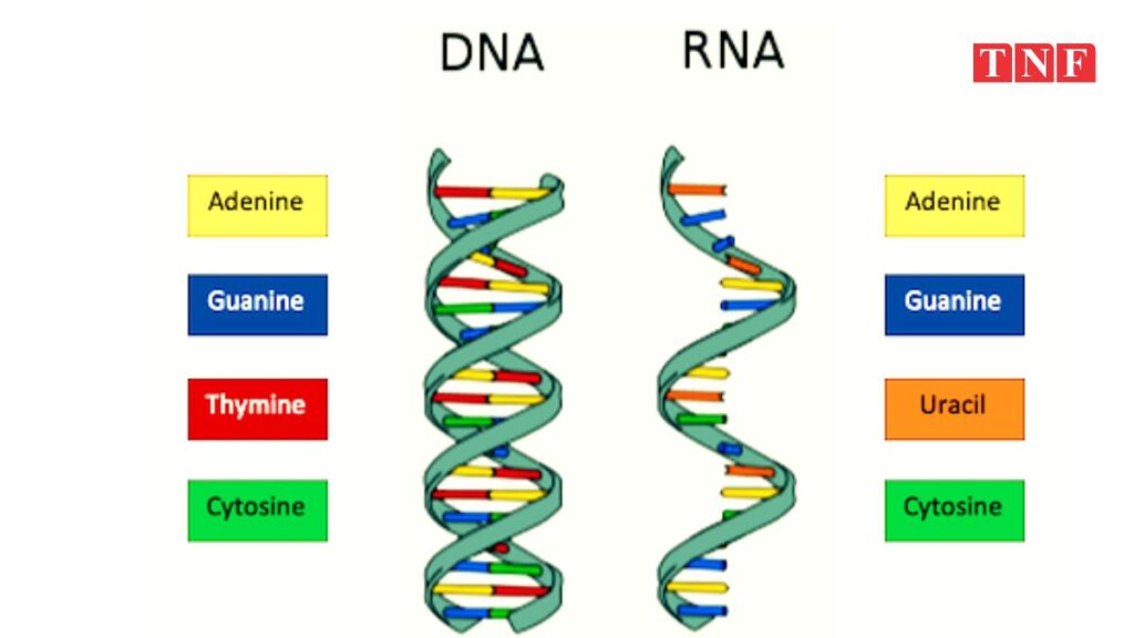 🧬 DNA का अध्ययन क्यों आवश्यक है और इसमें आरएनए की भूमिका क्या है? - एक विश्लेषणात्मक लेख 2 THE NEWS FRAME