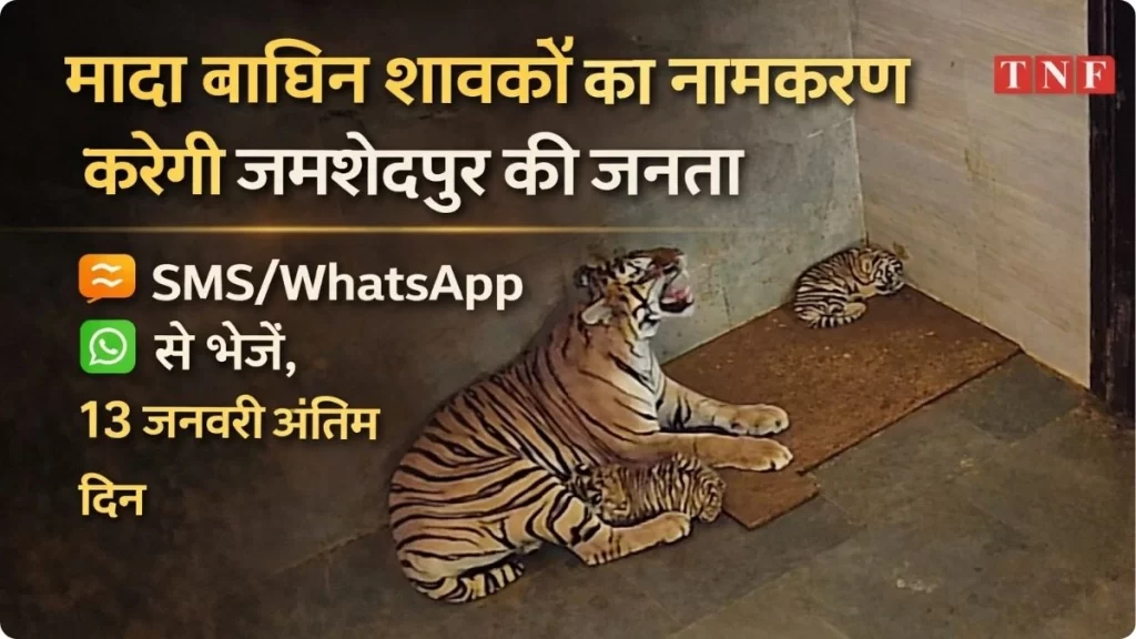 मादा बाघिन शावकों का नामकरण करेगी जमशेदपुर की जनता, SMS/WhatsApp से भेजें, 13 जनवरी अंतिम दिन 4 THE NEWS FRAME