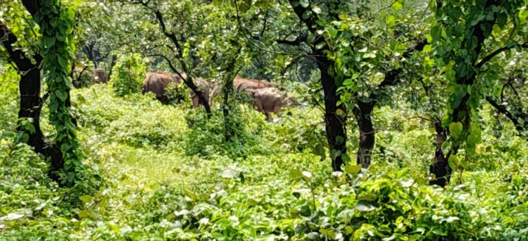 गिरिडीह के बिरनी में हाथियों के हमले से किसान की मौत, परिवार में मचा कोहराम 17 गिरिडीह के बिरनी में हाथियों के हमले से किसान की मौत, परिवार में मचा कोहराम