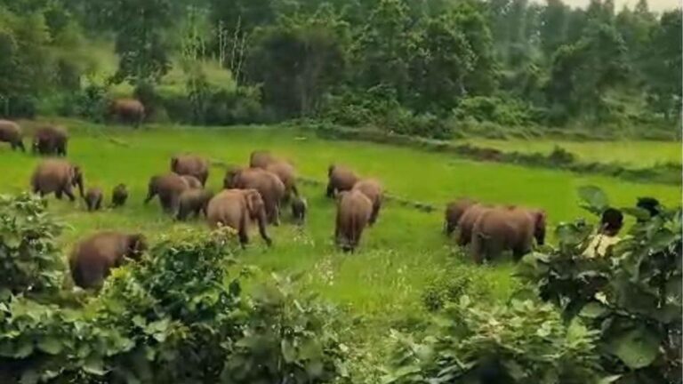 Bagodar के गैड़ा इलाके में पहुंचा 29 हाथियों का झुंड मक्का की फसल रौंदी और चाहरदीवारी तोड़ी 1 Bagodar के गैड़ा इलाके में पहुंचा 29 हाथियों का झुंड मक्का की फसल रौंदी और चाहरदीवारी तोड़ी