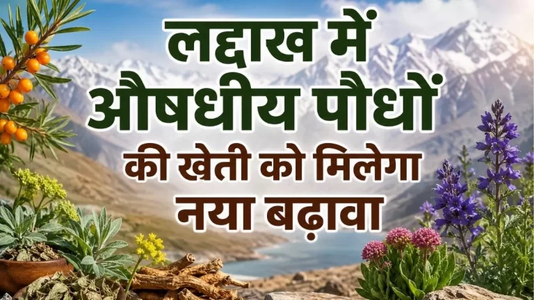 लद्दाख में औषधीय पौधों की खेती को मिलेगा नया बढ़ावा 1 लद्दाख में औषधीय पौधों की खेती को मिलेगा नया बढ़ावा