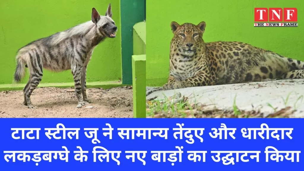 टाटा स्टील जू ने सामान्य तेंदुए और धारीदार लकड़बग्घे के लिए नए बाड़ों का उद्घाटन किया। 4 टाटा स्टील जू ने सामान्य तेंदुए और धारीदार लकड़बग्घे के लिए नए बाड़ों का उद्घाटन किया