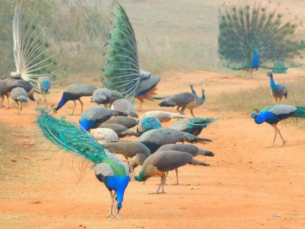 WhatsApp Image 2024 11 13 At 18.35.42 925307cf