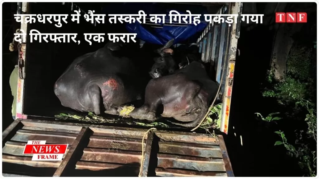 चक्रधरपुर में भैंस तस्करी का गिरोह पकड़ा गया; दो गिरफ्तार, एक फरार