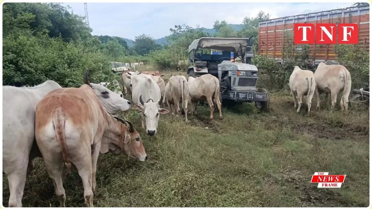 60 से अधिक गाय-बैल बरामद — कई की मौत, चालक फरार