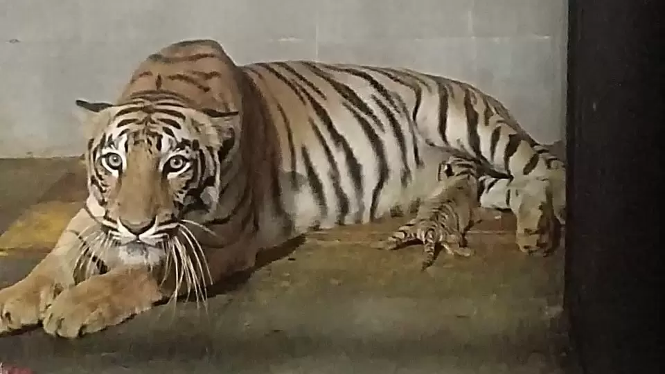 WhatsApp Image 2025 12 31 At 4.14.32 PM