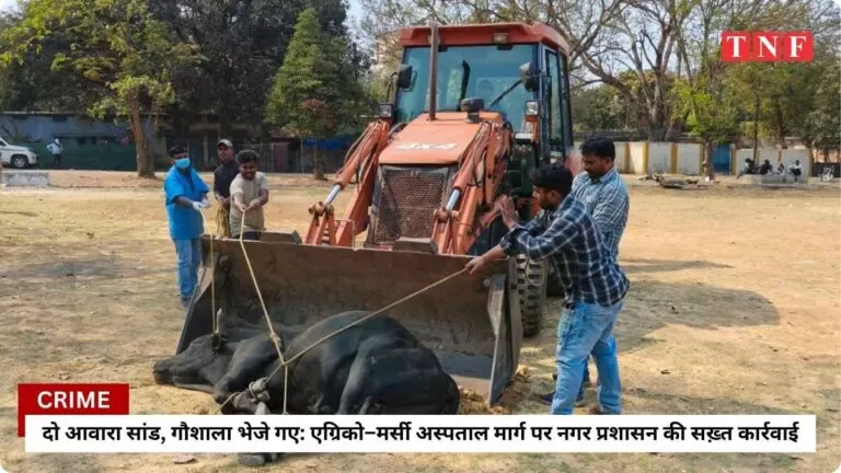 दो आवारा सांड, गौशाला भेजे गए: एग्रिको–मर्सी अस्पताल मार्ग पर नगर प्रशासन की सख़्त कार्रवाई