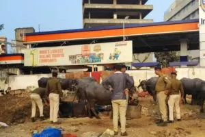 रामदास भट्टा में अवैध पशु शेड पर प्रशासन की कार्रवाई, संरचना हटाई गई 5 THE NEWS FRAME